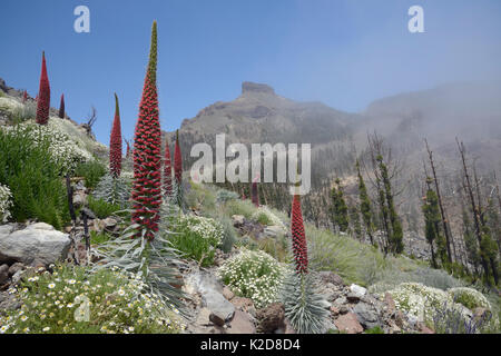 Tre metri a monte Teide bugloss / torre di gioielli / Rosso Tajinaste (Echium wildpretii) picchi di fioritura e mucchi di Teide marguerite (Argyranthemum teneriffae) sul versante misty, Parco Nazionale di Teide Tenerife, Isole Canarie, maggio. Foto Stock