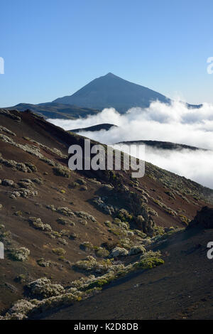 Grumi del Teide scopa bianco (Spartocytisus supranubius) fioritura sulle pendici vulcaniche con un mare di cloud di salita e di El Teide in background nella luce del tramonto, Tenerife, maggio. Foto Stock