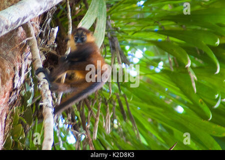 Giovani scimmie ragno Foto Stock