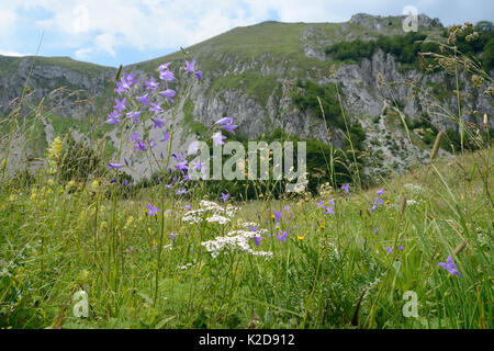 Diffondere la campanula (Campanula patula) fioritura al fianco di Comune (Achillea Achillea millefolium) nella prateria alpina, Zelengora mountain range, Sutjeska National Park, Bosnia e Erzegovina, Luglio. Foto Stock