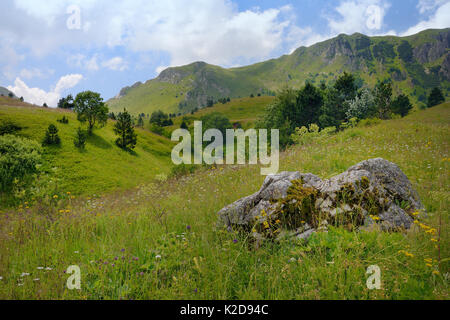 I prati alpini con una profusione di fiori selvatici in Sutjeska National Park con il Zelengora mountain range, sfondo, Bosnia e Erzegovina, Luglio. Foto Stock