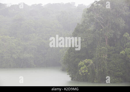 La foresta pluviale tropicale scena con pioggia, Lago di Gatun, Barro Colorado Island, il Lago di Gatun, sul Canale di Panama, Panama, Foto Stock