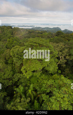 Vista sulla foresta pluviale tropicale tettoia con il canale di Panama. Barro Colorado Island, il Lago di Gatun, sul Canale di Panama, Panama. Foto Stock