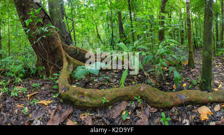 Wild anacardi tree (Excelsum Anacardium) con elevato alla radice il movimento serpeggiante sopra il terreno, il Parco Nazionale di Corcovado, Osa Peninsula, Costa Rica Foto Stock