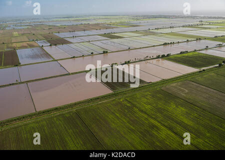 Vista aerea del raccolto di riso produzione nella zona costiera della Guyana, Sud America Foto Stock