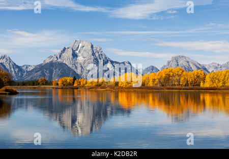 Aspen alberi e il Monte Moran da Ox prua curva sul fiume Snake, Grand Teton National Park, Wyoming negli Stati Uniti. Settembre 2015. Foto Stock