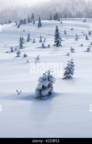 Coperta di neve alberi in taglio chiaro nei pressi di Windy Pass, Mount Baker-Snoqualmie Foresta Nazionale, Washington, Stati Uniti d'America. Gennaio 2016. Foto Stock