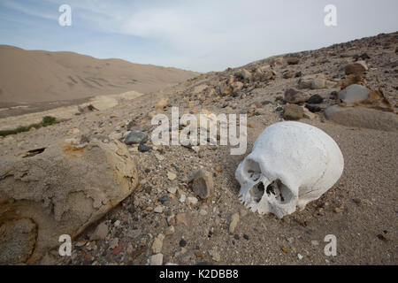 Cranio umano esposto in cui un pre-Inca sito di sepoltura è stata depredata, Poroma Valley, Perù 2013 Foto Stock