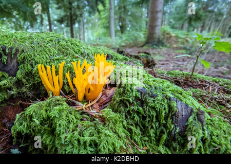 Giallo (stagshorn Calocera viscosa) nuova foresta, Hampshire, Regno Unito Foto Stock