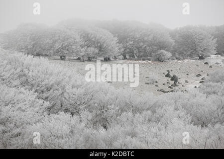 Europea di faggio (Fagus sylvatica) alberi nel gelo, Alberes montagne, Pirenei, Francia, febbraio. Foto Stock