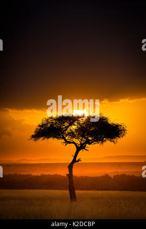 Tramonto sulla savana paesaggio immagine con un lone (Acacia) tree, il Masai Mara NR, Kenya Foto Stock