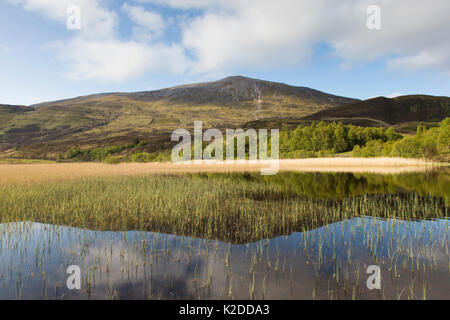 Habitat misti di loch, reedbed, bosco, heather moorland e montagna (Schiehallion) in Perthsire, Scotland, Regno Unito, maggio. Foto Stock