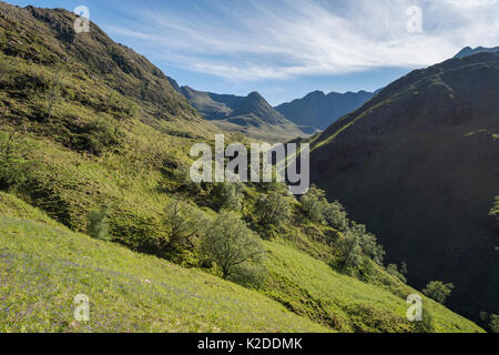 Allt Coire Dhorrcail in colori di primavera mentre escursionismo fino Ladar Bheinn. Knoydart, Scozia, Giugno 2016. Foto Stock
