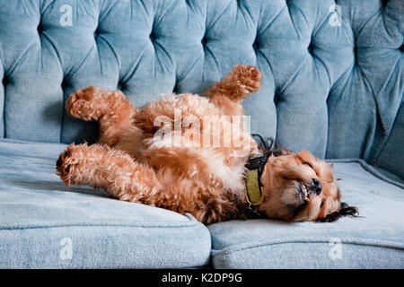 Cane rotolando su di un lettino in modo giocoso. Foto Stock