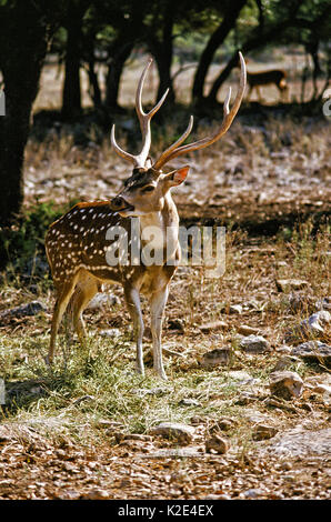 Asse (Chital) cervi in piedi la aperta su un gioco Texas ranch. Foto Stock