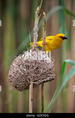 Golden tessitore (Ploceus subaureus), adulto maschio, sorge sul nido tra reed stocchi, Saint Lucia Estuary Foto Stock