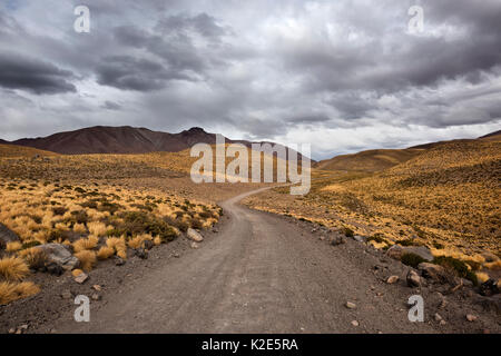 Strada di ghiaia attraverso la Cordigliera delle Ande, giallo Punagras (Jarava ichu), strada B-357, Andenhochebene, vicino Socaire, San Pedro de Atacama Foto Stock