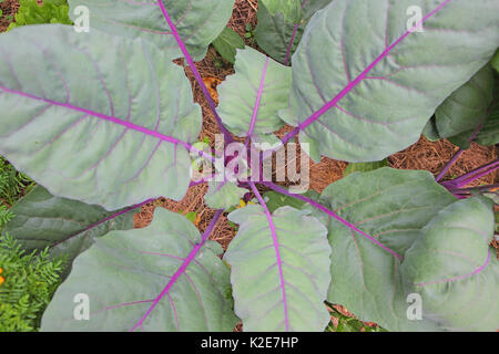 Cavolo rapa Brassica oleracea), il rivestimento del pavimento, con l'erba tagliata contro la disidratazione, Germania Foto Stock