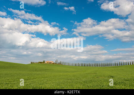 Podere Poggio Covili con strada fiancheggiata con alberi di cipresso (Cupressus), nei pressi di San Quirico d'Orcia, Val d'Orcia Foto Stock