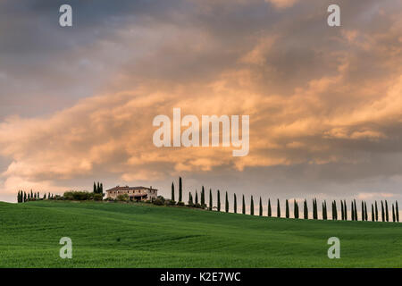 Podere Poggio Covili con strada fiancheggiata con alberi di cipresso (Cupressus), tramonto, nei pressi di San Quirico d'Orcia, Val d'Orcia Foto Stock