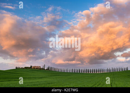 Podere Poggio Covili con strada fiancheggiata con alberi di cipresso (Cupressus), tramonto, nei pressi di San Quirico d'Orcia, Val d'Orcia Foto Stock