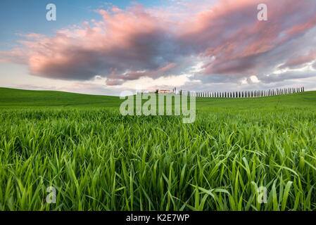 Podere Poggio Covili con strada fiancheggiata con alberi di cipresso (Cupressus), tramonto, nei pressi di San Quirico d'Orcia, Val d'Orcia Foto Stock