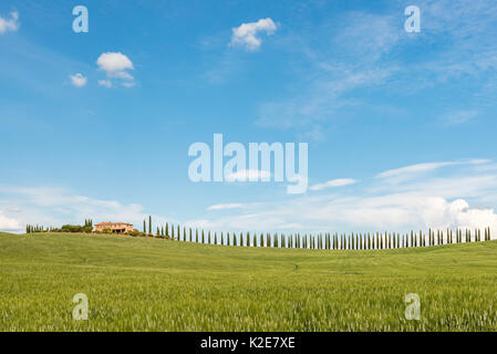 Podere Poggio Covili con strada fiancheggiata con alberi di cipresso (Cupressus), nei pressi di San Quirico d'Orcia, Val d'Orcia Foto Stock