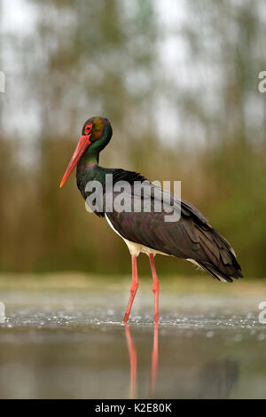 Cicogna Nera (Ciconia nigra), stando in piedi in stagno, Kiskunság National Park, Ungheria Foto Stock