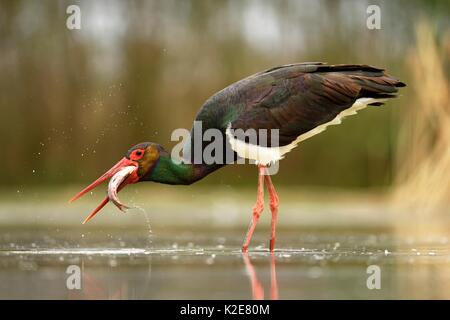 Cicogna Nera (Ciconia nigra), con la preda, pesce nel becco, Kiskunság National Park, Ungheria Foto Stock