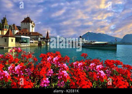 Battello a vapore con castello Schloss Oberhofen sul Thunersee, dietro Alpi Bernesi con Niesen, il Cantone di Berna, Svizzera Foto Stock