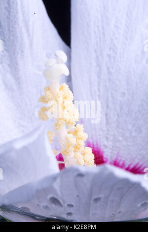 Close up hiibiscus bianco Foto Stock