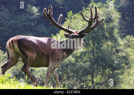 Wild Red Deer Cervo nel Parco Nazionale degli Alti Tauri nelle Alpi austriache Foto Stock