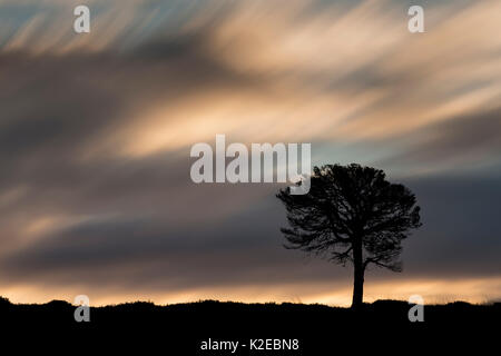 Lone di pino silvestre (Pinus sylvestris) profilarsi all'alba, Kinveachy foresta, Cairngorms National Park, Scotland, Regno Unito, ottobre. Foto Stock