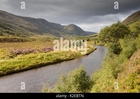 Rigenerazione di bosco lungo il fiume, Glen Mhor, Alladale deserto riserva, Sutherland, Scozia, settembre 2014. Foto Stock