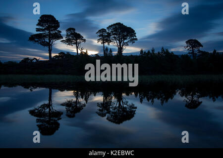 Di pino silvestre (Pinus sylvestris) alberi riflessa in lochan all'alba, Abernethy Riserva Naturale Nazionale, Cairngorms National Park, Scozia, settembre 2014. Foto Stock