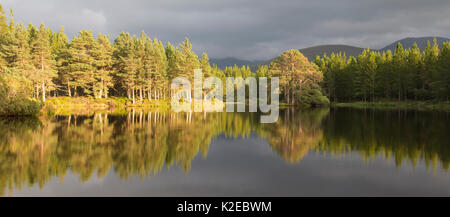 Di pino silvestre (Pinus sylvestris) alberi riflessa in Lochan nan Geadas nella luce della sera, Rothiemurchus, Cairngorms National Park, Scozia, settembre 2014. Foto Stock