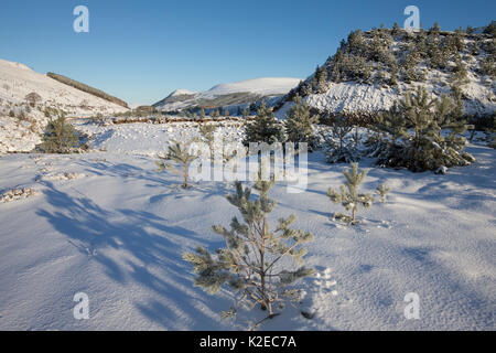 Di pino silvestre (Pinus sylvestris) alberi in inverno, Glenfeshie, Cairngorms National Park, Scozia, Gennaio 2015. Foto Stock