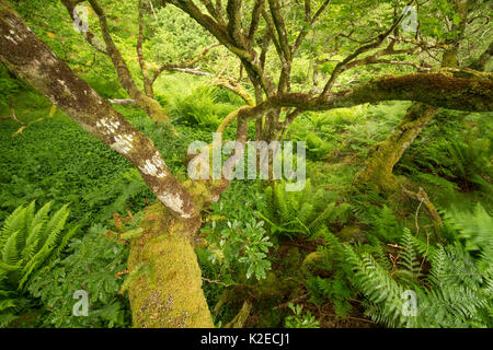 Coperte di muschio di quercia sessile (Quercus petraea) e le felci in Atlantico oakwood, Taynish Riserva Naturale Nazionale, Argyll, Scozia, Giugno. Foto Stock