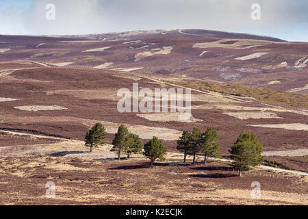 Un patchwork di upland heather moorland e isolati di pino silvestre (Pinus sylvestris) alberi sulla Caccia al gallo cedrone station wagon, Cairngorms National Park, Scozia, aprile 2016. Foto Stock