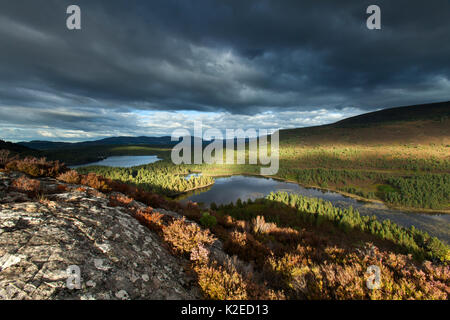 Vista in elevazione su laghi e foreste di pini, Rothiemurchus, Cairngorms National Park, Scozia, settembre 2013. Foto Stock