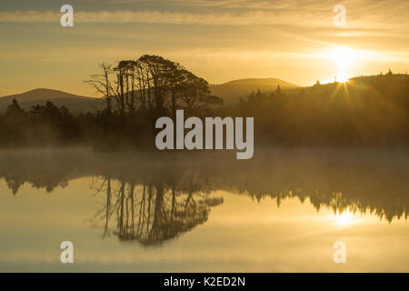 Di pino silvestre (Pinus sylvestris) alberi, all'alba, Loch Mallachie, Abernethy Forest, Cairngorms National Park, Scotland, Regno Unito, novembre. Foto Stock