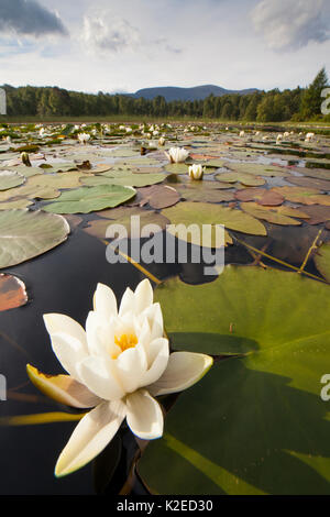 White Ninfea Bianca (Nymphaea alba) in fiore, Cairngorms National Park, Scozia, Regno Unito, Foto Stock