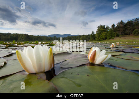 White ninfea bianca (Nymphaea alba) in fiore, Cairngorms National Park, Scozia, Luglio. Foto Stock