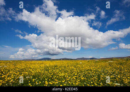 Buttercup (Ranunculus acris) fioritura nella prateria machair, Sud Uist, Ebridi Esterne, Scozia, Luglio. Foto Stock