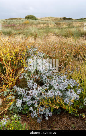 Eringio (Eryngium maritimum) cresce sulle rive di Dee Estuary, nei pressi di Hoylake Wirral, Regno Unito, Agosto Foto Stock