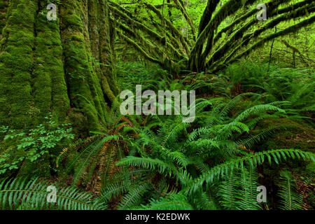 Vite (acero Acer circinatum) e la spada di felci (Polystichum munitum) in costiera la foresta pluviale temperata in Maple Ridge, British Columbia, Canada Giugno Foto Stock