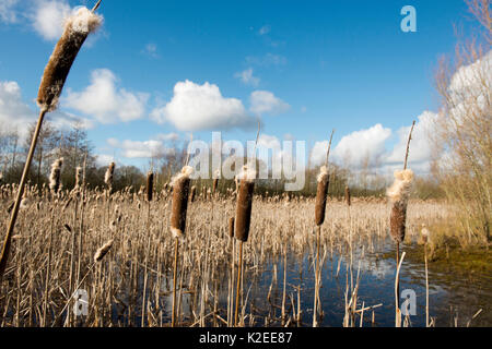 Giunchi (Typha latifolia) su un laghetto in inverno, Herefordshire, Inghilterra. Foto Stock