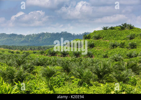 Olio di palma (Elacis sp) piantagioni paesaggio di copertura, Sabah Borneo. Malaysia. Foto Stock