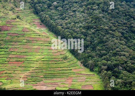 La deforestazione per l'agricoltura lungo il confine della Foresta impenetrabile di Bwindi NP, Uganda. Foto Stock