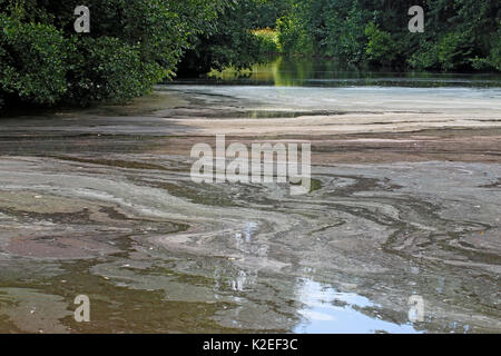 Fioritura algale o scum formando sul piccolo lago vicino a Burton, Cheshire, Regno Unito, Luglio. Foto Stock